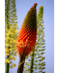 Kniphofia uvaria Alcazar факельна лілія